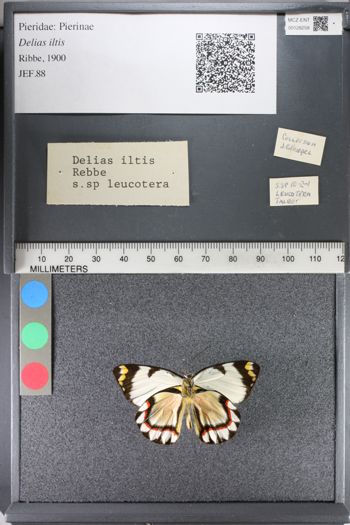 Media type: image;   Entomology 128258